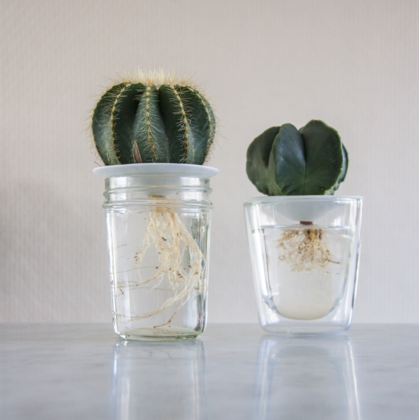 cactus sprout06